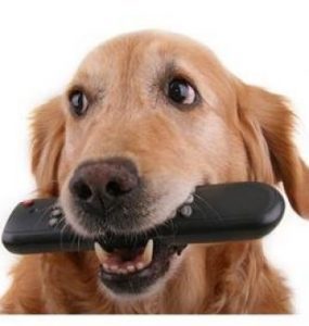 perro mordiendo el mando a distancia